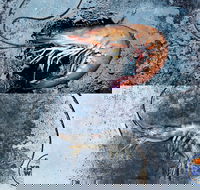 Yamba Wild - Hotel Accommodation