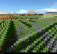 Hawkes Farm - Hotel Accommodation