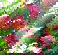 Payne's Orchards - Hotel Accommodation