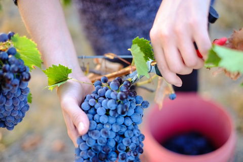 Red Feet Wines - Hotel Accommodation 1