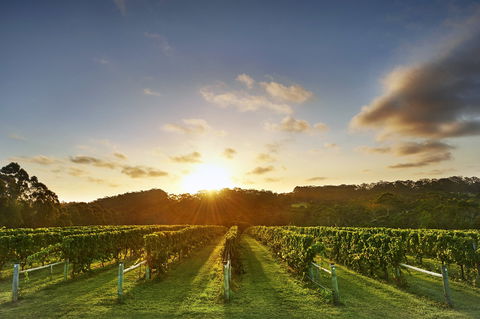 Singlefile Wines - Hotel Accommodation 1