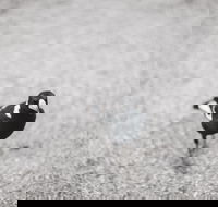 Magpies Nest Restaurant - Hotel Accommodation