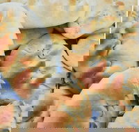 Nasreen's Rockdale Pizza - Hotel Accommodation