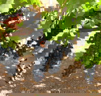 Waybourne Winery - Hotel Accommodation