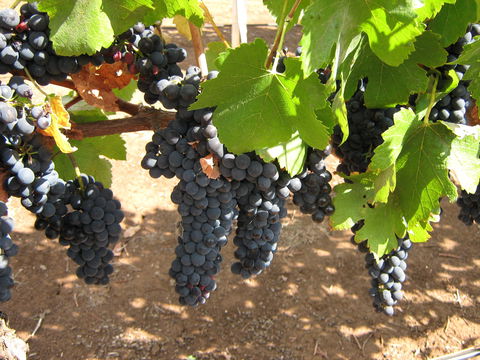 Waybourne Winery - Hotel Accommodation 0