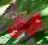 Westerway Raspberry Farm - Hotel Accommodation