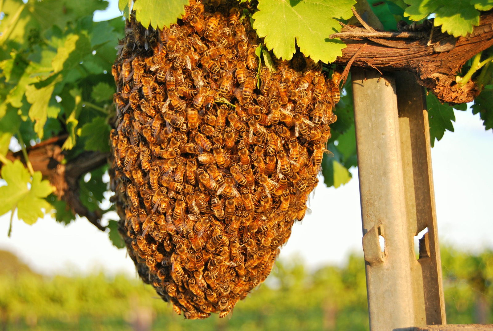 Bookpurnong SA Hotel Accommodation