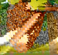 Whistling Kite Biodynamic Wines - Hotel Accommodation