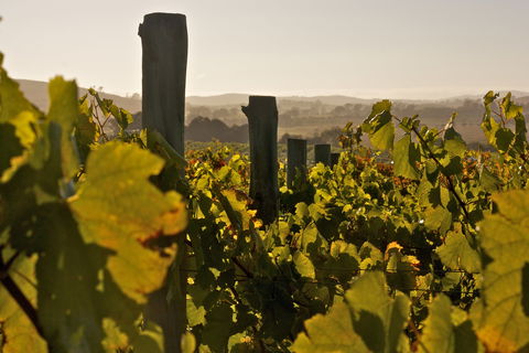 Wimbaliri Wines - Hotel Accommodation 0