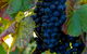 Wimbaliri Wines - thumb 2