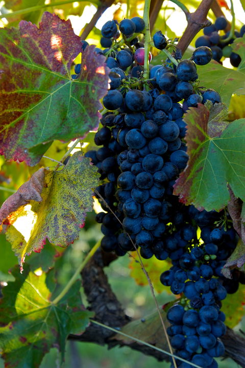 Wimbaliri Wines - Hotel Accommodation 2