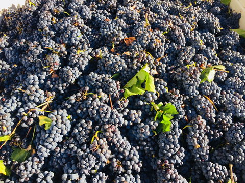 Norton Road Wines - Hotel Accommodation 2