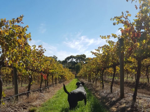 Ruddenklau Wines - Hotel Accommodation 0