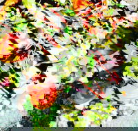 Hangar Cafe And Restaurant - Airport West - Hotel Accommodation