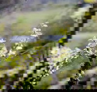 Barrgowan Vineyard - Hotel Accommodation