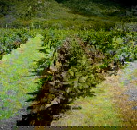 Gartelmann Wines - Hotel Accommodation