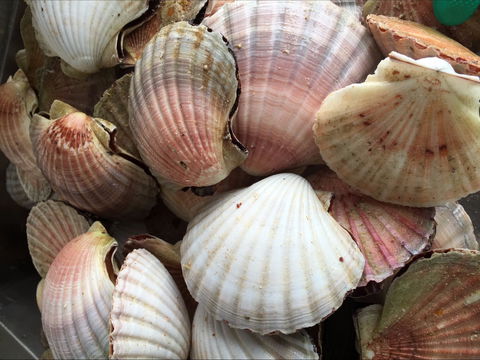 Mi Shells Seafood - Hotel Accommodation 1