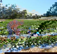 The Big Strawberry - Hotel Accommodation