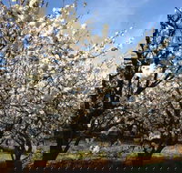 Allambie Orchard and Cafe - Hotel Accommodation