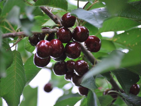 Allambie Orchard And Cafe - Hotel Accommodation 1