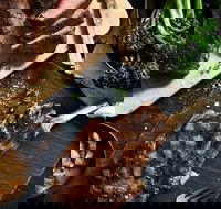 Outback Steakhouse Wollongong - Hotel Accommodation