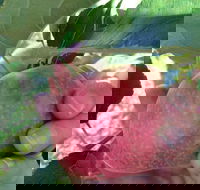 Darkes Glenbernie Orchard - Hotel Accommodation