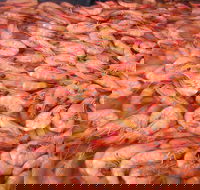 Grunske's By The River Seafood Market and Restaurant - Hotel Accommodation