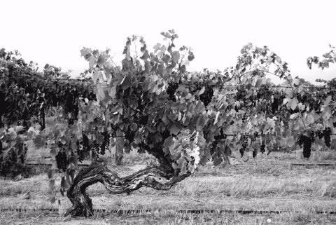 Smallfry Wines Cellar Door - Hotel Accommodation 0