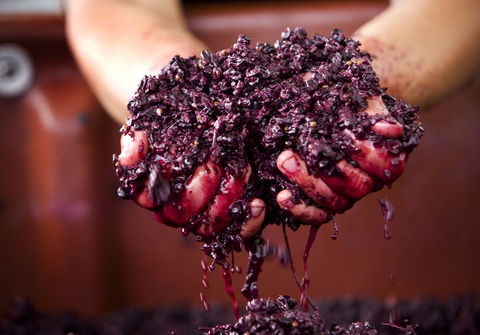 Punt Road Winery - Hotel Accommodation 0