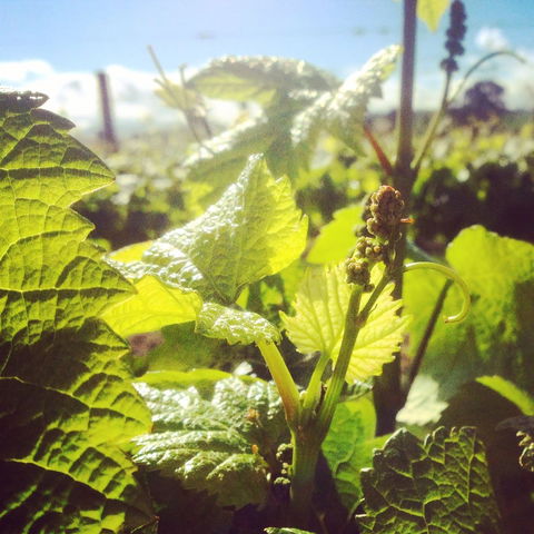 Punt Road Winery - Hotel Accommodation 1