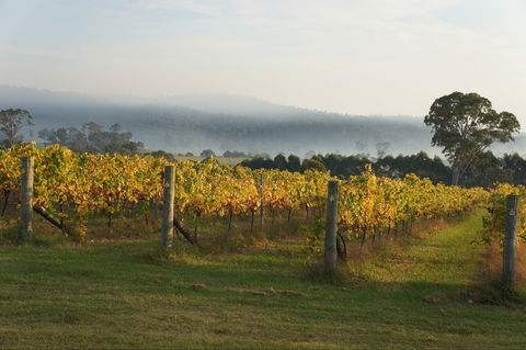 Rusty Fig Wines - Hotel Accommodation 1