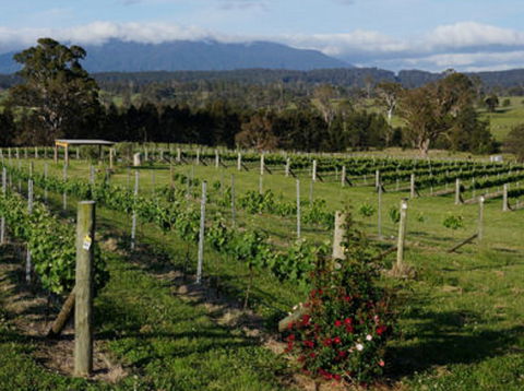 Rusty Fig Wines - Hotel Accommodation 2