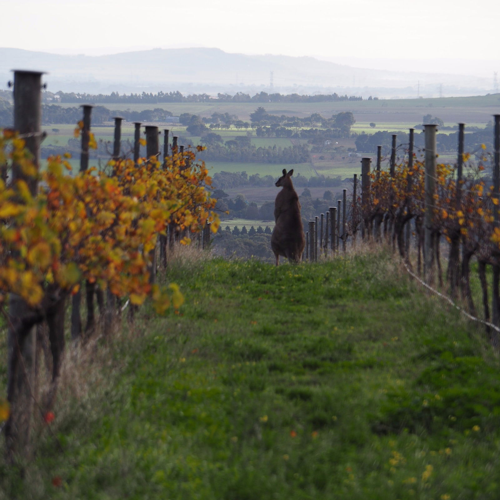 Barrabool VIC Hotel Accommodation