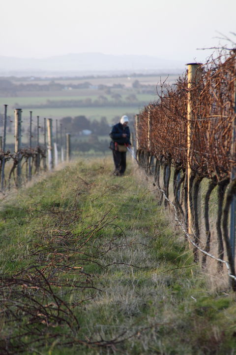 Barwon Ridge Wines - Hotel Accommodation 2