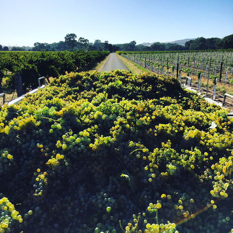 Willows Vineyard - Hotel Accommodation 0