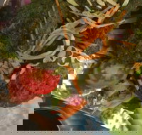 Alice's Thai Restaurant - Hotel Accommodation