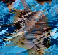 Bacchus Marsh Sungold Fish  Chips - Hotel Accommodation