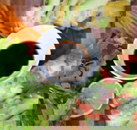 Vermicelli - Redfern - Hotel Accommodation