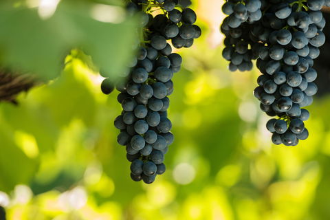 Garden & Field Wines - Hotel Accommodation 0