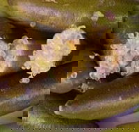 Sandy Creek Olives and Finger Limes - Hotel Accommodation