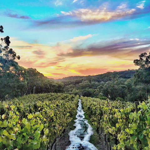 Between The Vines Cellar Door - Hotel Accommodation 0