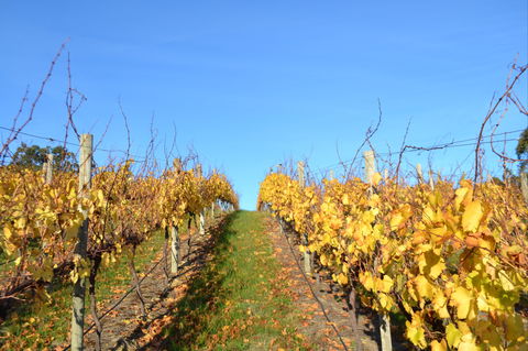 Between The Vines Cellar Door - Hotel Accommodation 1