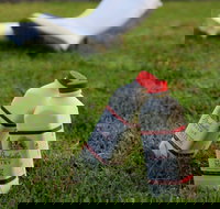 Bodalla Dairy - Cheese Milk and Ice Cream Factory and Cafe - Hotel Accommodation