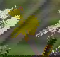 Serengale Vineyard - Hotel Accommodation