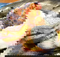 The Peak - Hotel Accommodation