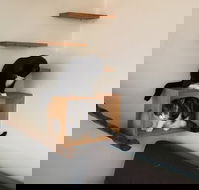 Hobart Cat Cafe - Hotel Accommodation