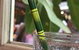 Settlers Tavern - thumb 1