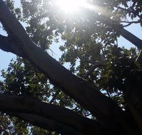 The Season Tree - Hotel Accommodation