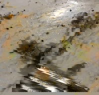 Central Hotel Restaurant - Hotel Accommodation