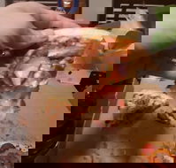 Domino's Pizza Reynella - Hotel Accommodation